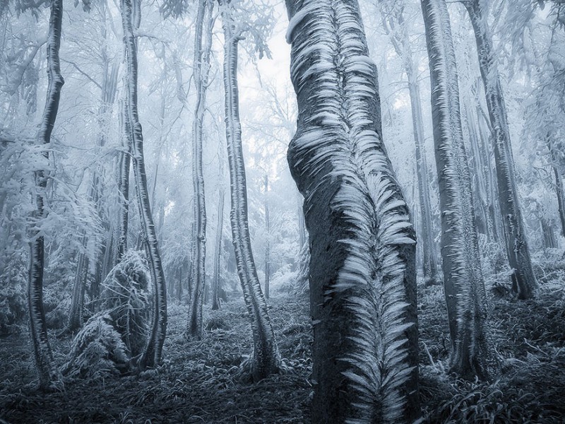 20 tajemniczych lasów, w których chciałbyś się zgubić.