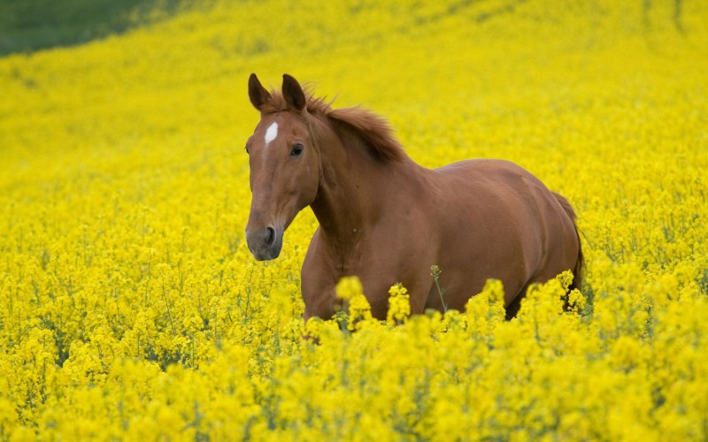 Jak dobrze znasz rasy koni?