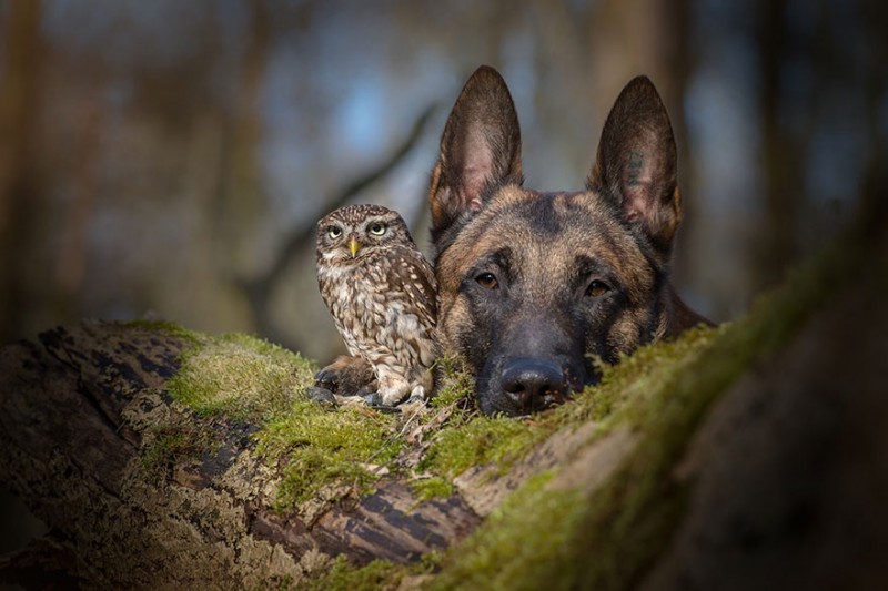 Uwierzyłbyś, że sowa i pies mogą być prawdziwymi przyjaciółmi? Ta przyjaźń jest tego dowodem.