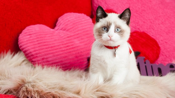 24 powody, dla których Twój kot jest najlepszą Walentynką.