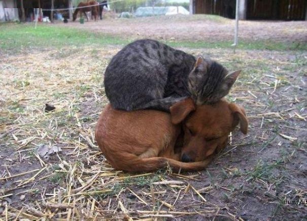26 kotów, które postanowiły użyć psów jako poduszek.