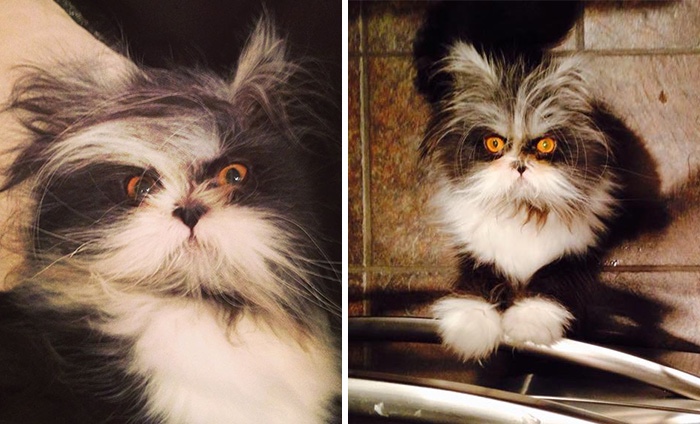 Poznajcie Atchoum – kociaka, którego mordercze spojrzenie będzie Was nawiedzało w nocy.