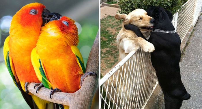 25 zwierzęcych par, które udowadniają, że w królestwie zwierząt też istnieje miłość.