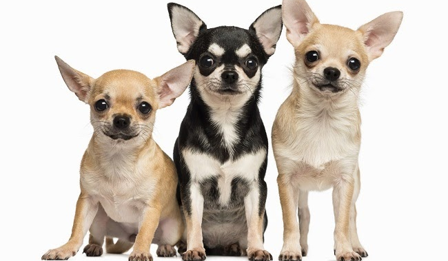 Ile ras psów rozpoznasz??