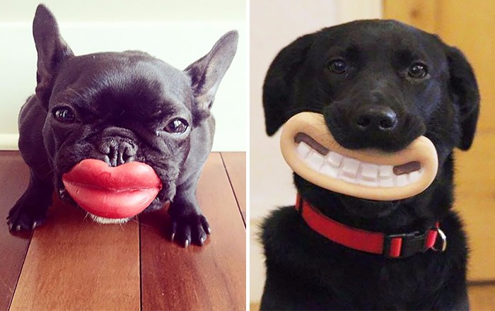 15 psów, które nie mają pojęcia jak przezabawnie wyglądają ze swoimi zabawkami.