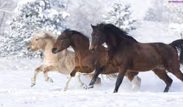 Czy znasz się na koniach? Ile o jeździe konnej?