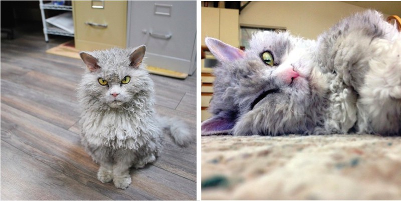 Poznajcie Alberta – kota, który wygląda jak owieczka.