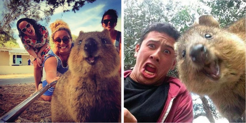 Selfie z Kuoką to obecnie najbardziej pożądane selfie i zarazem najsłodszy trend w Australii!