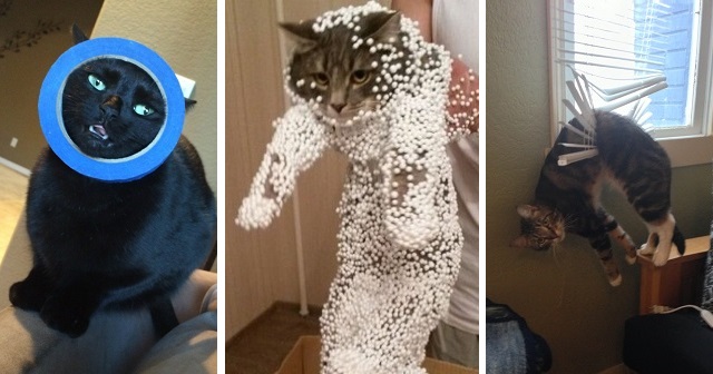 18 kotów, które podjęły bardzo złe życiowe decyzje.