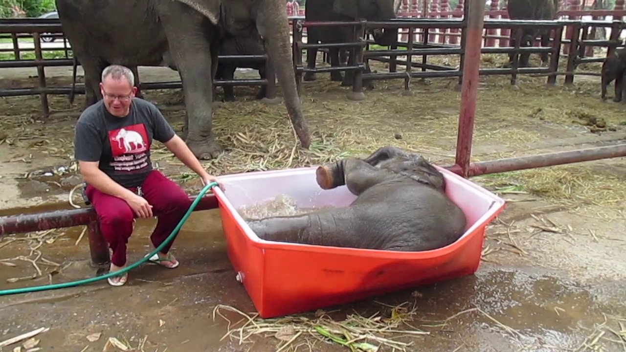 Oto niezdarny słoń biorący kąpiel, który postanowił poprawić Ci humor.