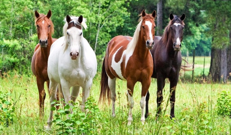 Która maść konia jest ładniejsza?