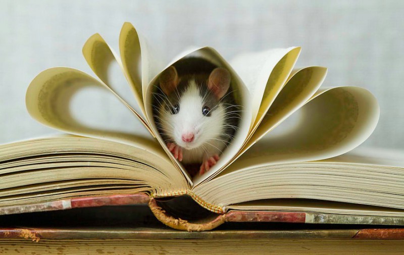 28 zdjęć, które są dowodem na to, że szczury też mogą być najsłodszymi zwierzakami domowymi.