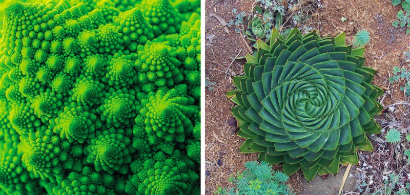 30 perfekcyjnie geometrycznych roślin.