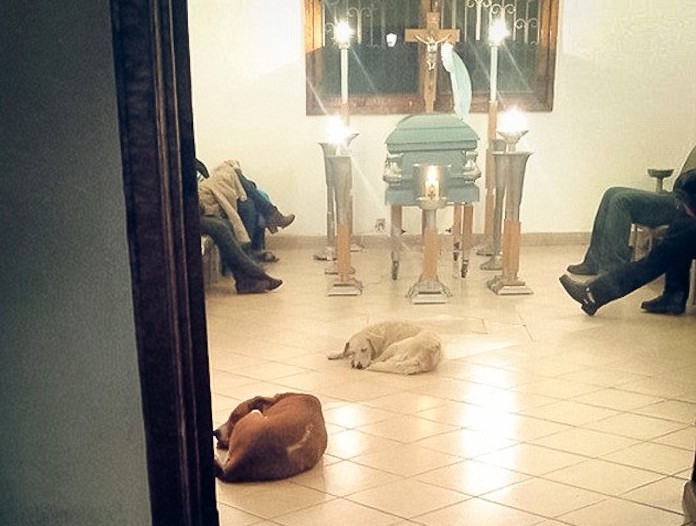 Bezpańskie psy niespodziewanie pojawiły się na pogrzebie kobiety, która dokarmiała je przez całe życie.