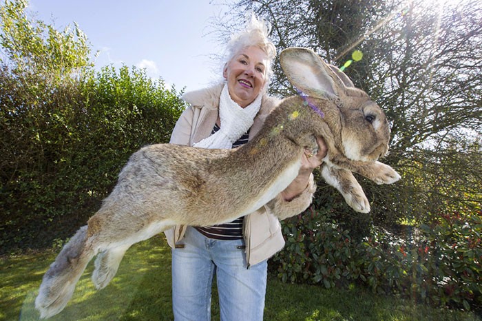Poznajcie Dariusa, największego królika na świecie.