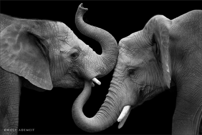 Miłość słoni: fotograf ukazuje na zdjęciach emocjonalną stronę olbrzymów.
