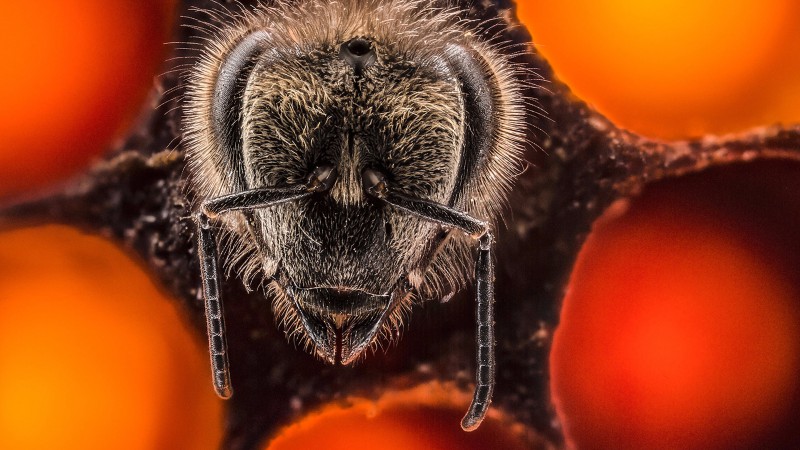60 sekundowy filmik pokazujący pierwsze 21 dni życia pszczoły.