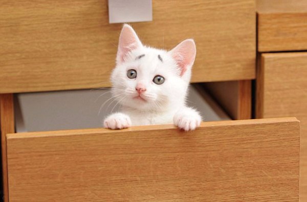 Poznajcie „zmartwionego” kociaka, najnowszą sensację Internetu.