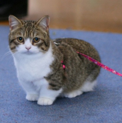 Zastanawialiście się kiedyś jak wyglądał by kot z krótkimi łapkami?oto Kot rasy Munchkin!