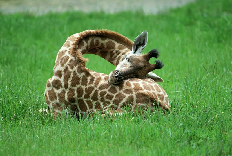 Tak wygląda żyrafa kiedy śpi. Prawda, że słodko?