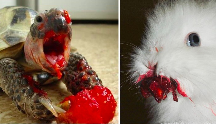 15 zwierząt wyglądających jak potwory z horrorów, jedząc czerwone owoce.