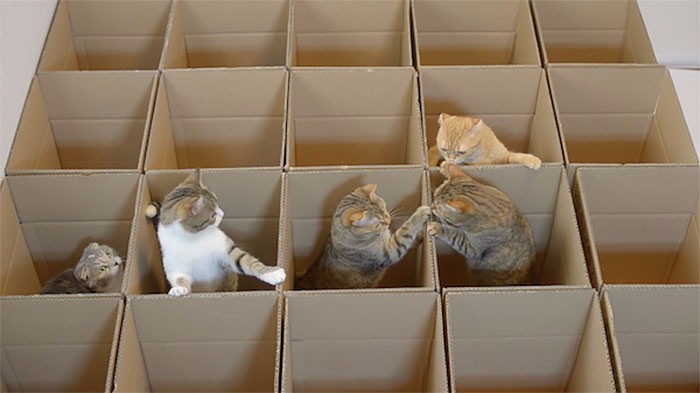 Nie wiesz czym zająć swojego kota na cały dzień? Stwórz mu koci labirynt z pudełek!
