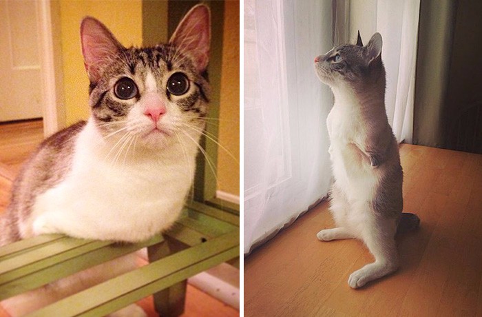 Poznajcie Roux, kotkę o dwóch łapach, która stała się najnowszą sensacją na Instagramie.