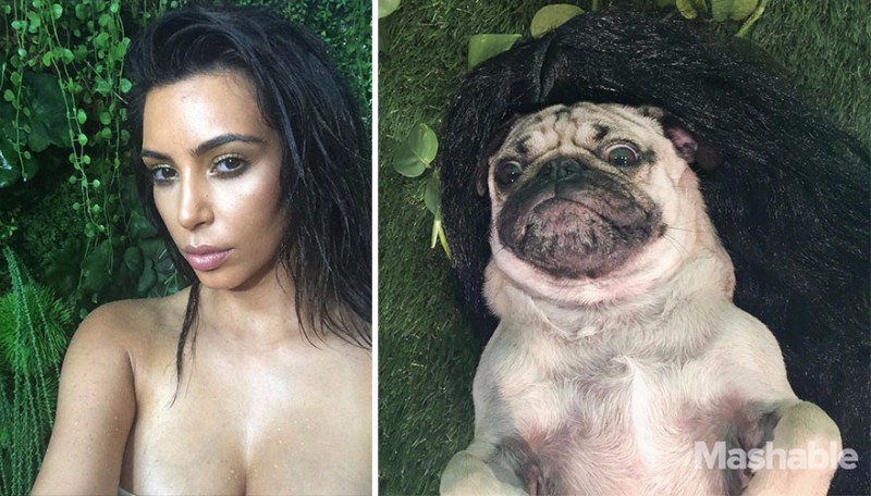 Ten mops odtwarza najpopularniejsze selfie Kim Kardashian. Jego fotki bardzo łatwo pomylić z oryginałem!