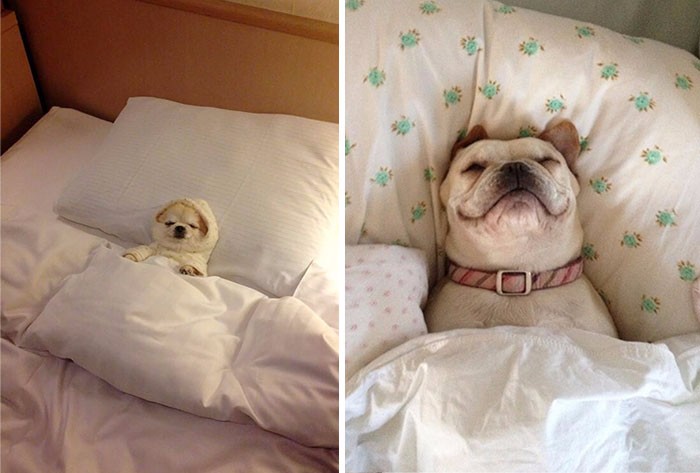 24 śpiące psy, które nie mają zamiaru pozwolić Ci dzisiaj spać w Twoim łóżku.