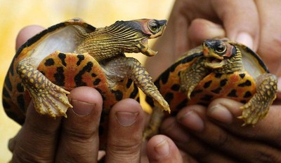 10 słodkich żółwi, które poprawią Ci humor :)