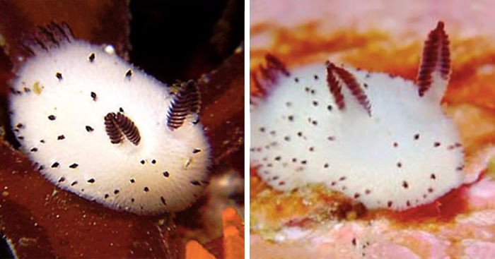 Japonia oszalała na punkcie tych uroczych ślimaków morskich.
