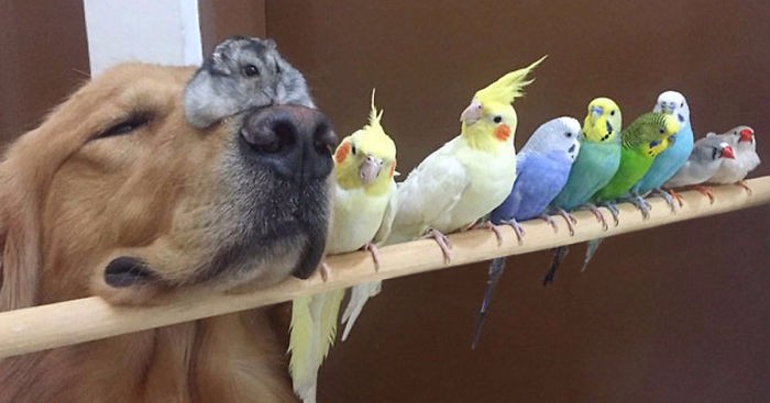 Pies, 8 ptaków i chomik – prawdopodobnie najbardziej nietypowa paczka przyjaciół, o jakiej kiedykolwiek słyszałeś.