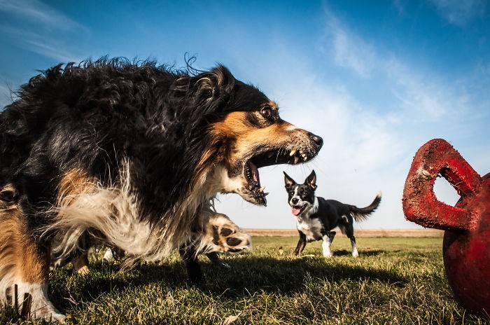 15 zdjęć ukazujących iluzjonistycznie wielkie psy.