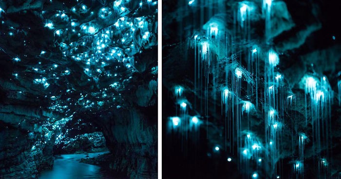 Magiczne zdjęcia świetlików zamieniających sklepienia nowozelandzkich jaskiń w piękne gwieździste niebo.