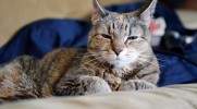 25 leciwych kotów zaadoptowanych przez ludzi o wielkich sercach.