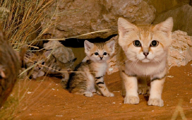 Koty pustynne to chyba najsłodsze kociaki, jakie kiedykolwiek miałeś okazję widzieć.