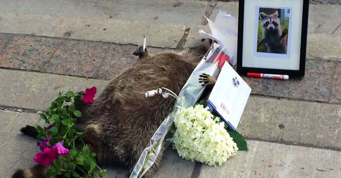Mieszkańcy Toronto upamiętniają śmierć szopa, o którym zapomniały miejskie służby.
