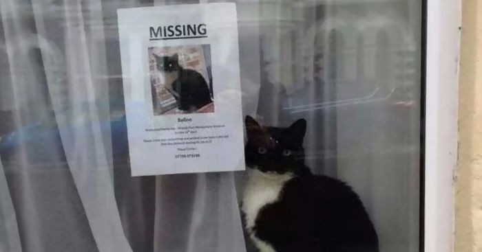 Zagubiony kot odnaleziony… zadziwiająco blisko ogłoszenia o jego zniknięciu.