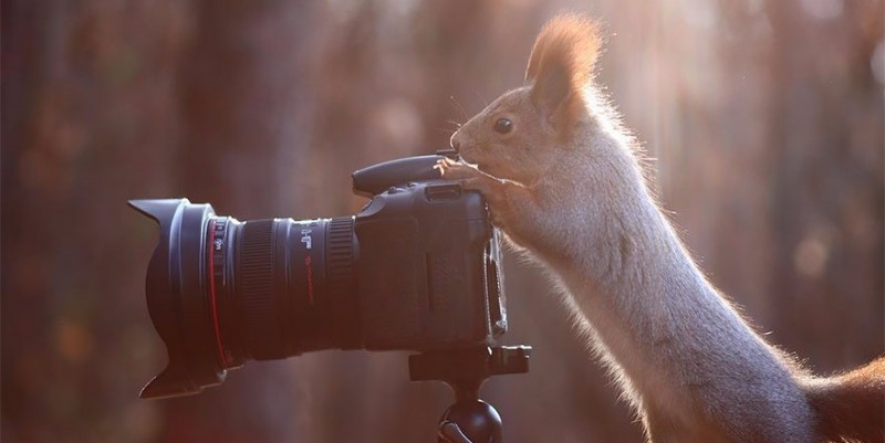33 zwierzaki, które marzą o karierze fotografa.