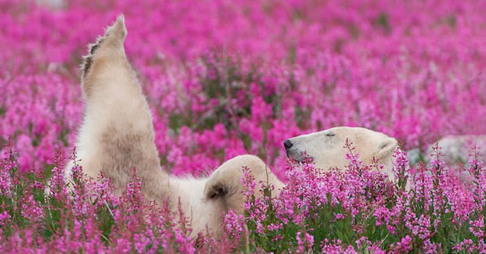 Niedźwiedź polarny przyłapany przez kanadyjskiego fotografa na zabawie wśród kwiatów.