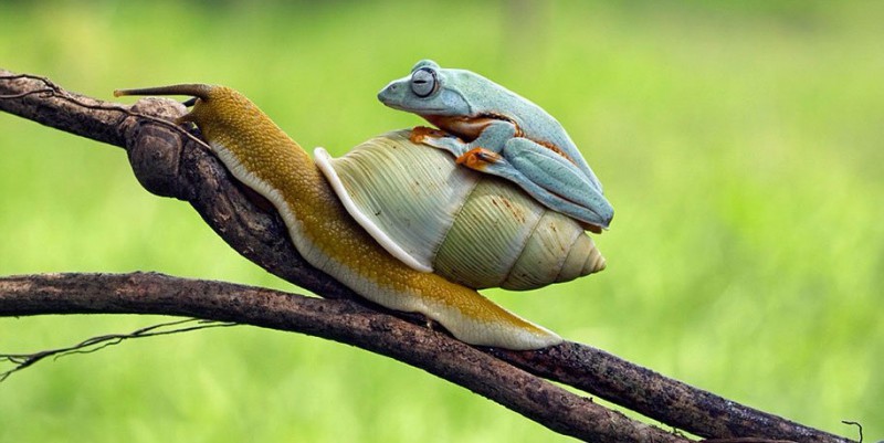 Ta wyjątkowo leniwa żaba postanowiła załapać się na darmową przejażdżkę ślimakiem.
