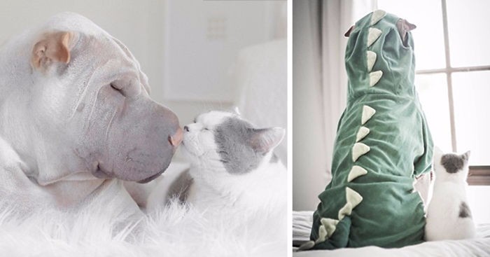 Najbardziej fotogeniczny shar pei świata i jego koci przyjaciel podbijają serca internautów.