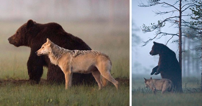 Niewiarygodna przyjaźń wilka i niedźwiedzia udokumentowana przez fińskiego fotografa.