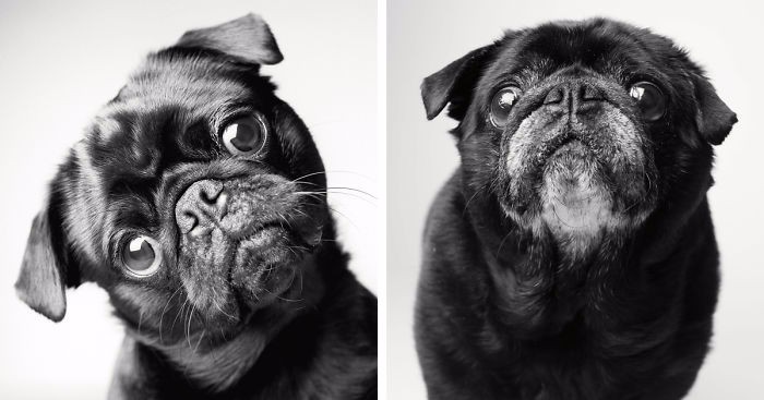 Ujmujące zdjęcia psów na przestrzeni lat – tak zmieniali się czworonożni pupile.