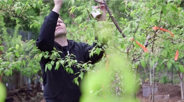 Artysta projektuje zadziwiające drzewo, na którym rośnie ponad 40 gatunków owoców.