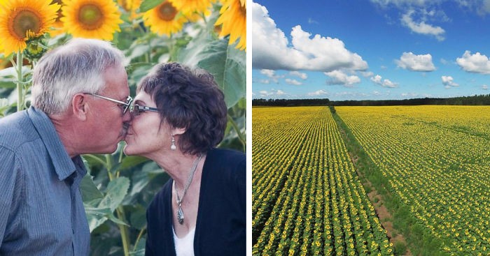 Mężczyzna zasiał pole słoneczników, by uczcić pamięć swojej żony zmarłej na raka.
