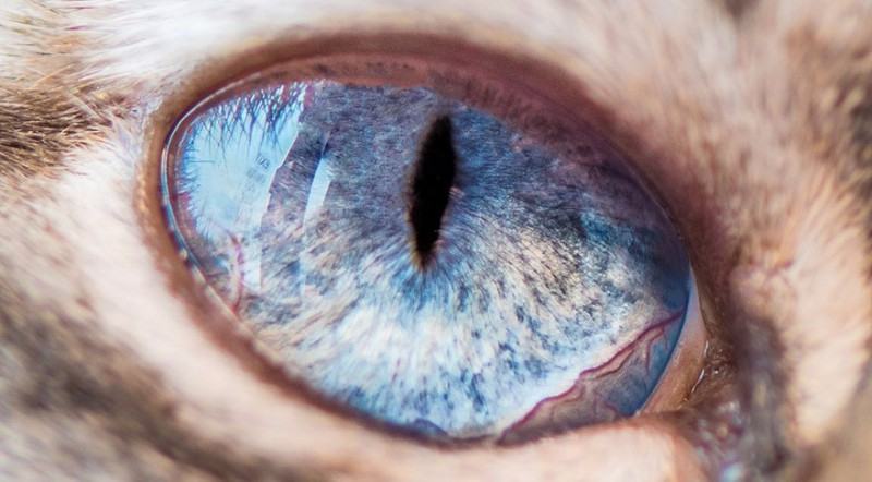 15 makrofotografii kocich oczu, które hipnotyzują swoim intensywnym spojrzeniem.