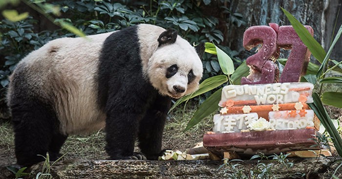 Najstarsza panda świata ustanowiła nowy rekord Guinnessa, obchodząc swoje 37. urodziny.