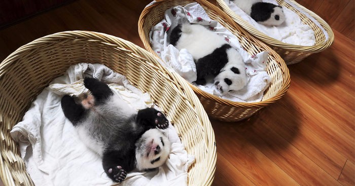 Młode pandy śpiące w koszykach prezentują się po raz pierwszy w chińskim centrum hodowli.
