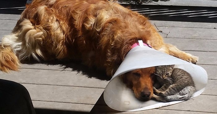 Ten pies znalazł oparcie w swoim przyjacielu, kiedy najbardziej tego potrzebował.